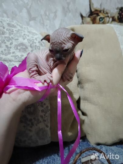 Канадский сфинкс котенок