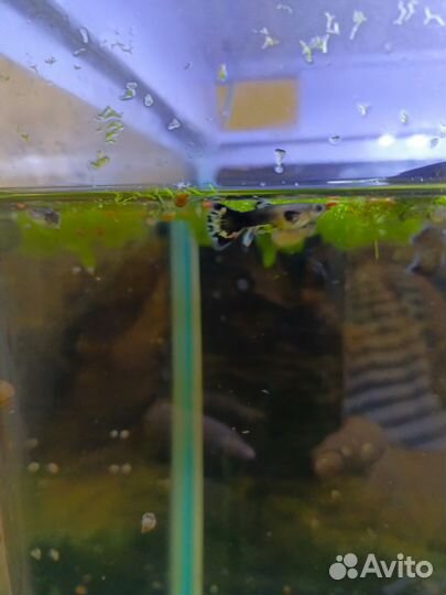 Аквариумные рыбки