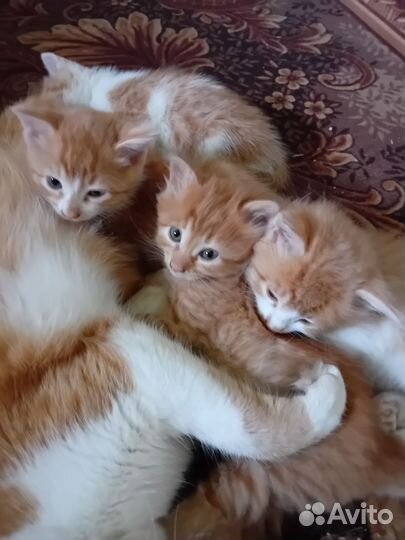 Отдам в добрые руки