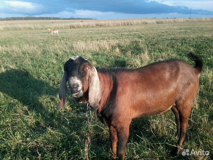 Нубийский козел