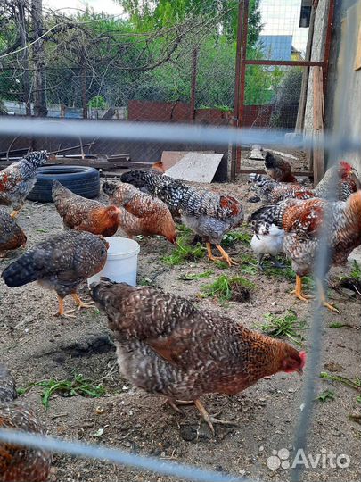 Породистые Петушки