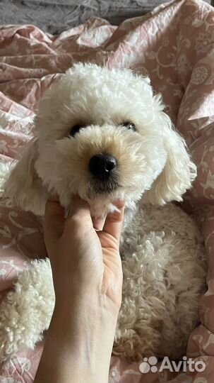 Собака для съемок