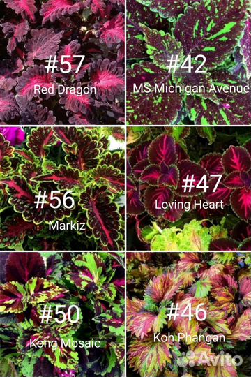 Колеусы сортовые