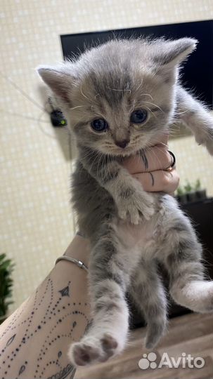 Британские котята