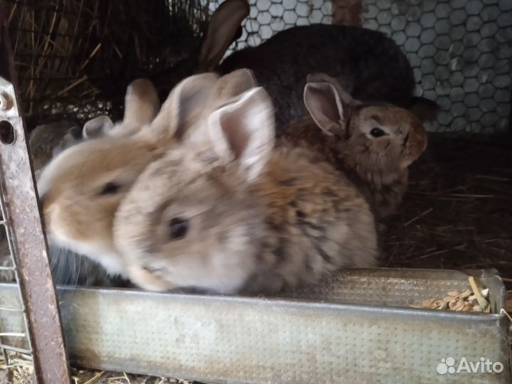 Кролик, сукрольные крольчихи, мясо кролика