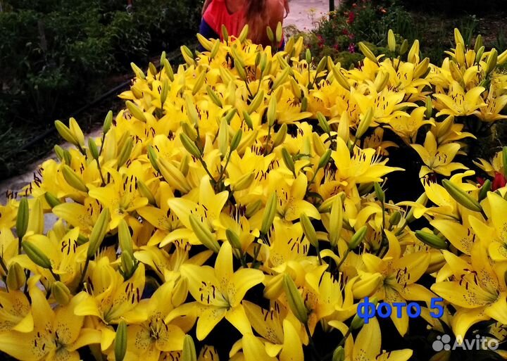 Вербейник, рудбекия, гелениум, лилия желтая