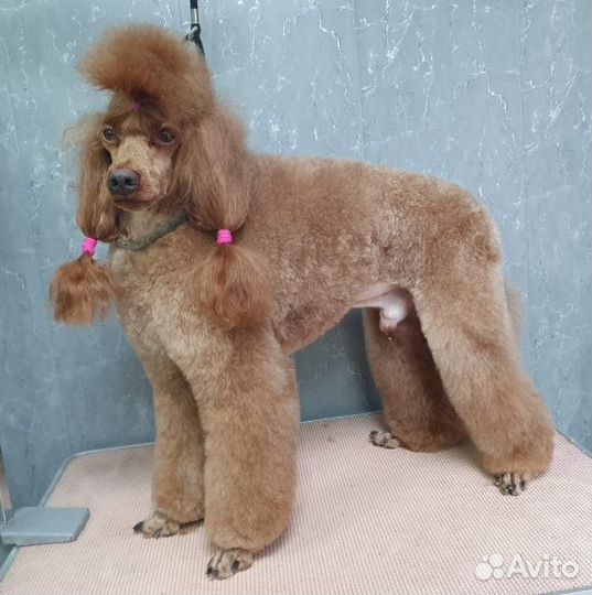 Пудель. Вязка