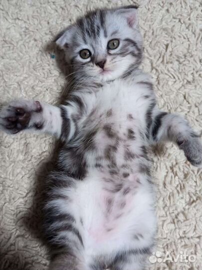 Продам котеночка