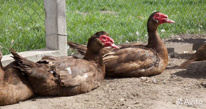 Мускусные утки