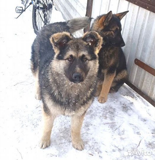 Щенки в добрые и ответственные руки стерелизуем