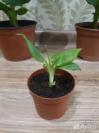 Банан комнатный Кавендиш