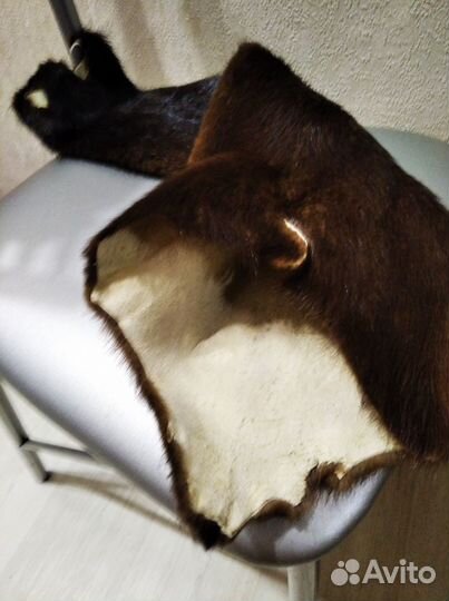 Шкура сурка цельная