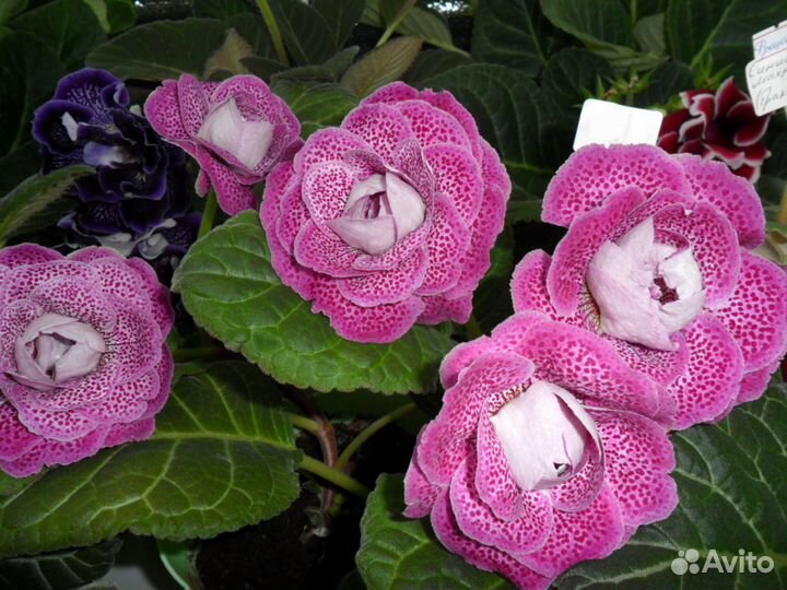 Глоксинии (семена, детки и листовые черенки)