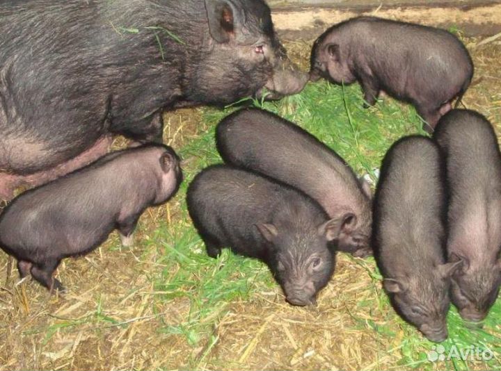 Вислобрюхие поросята