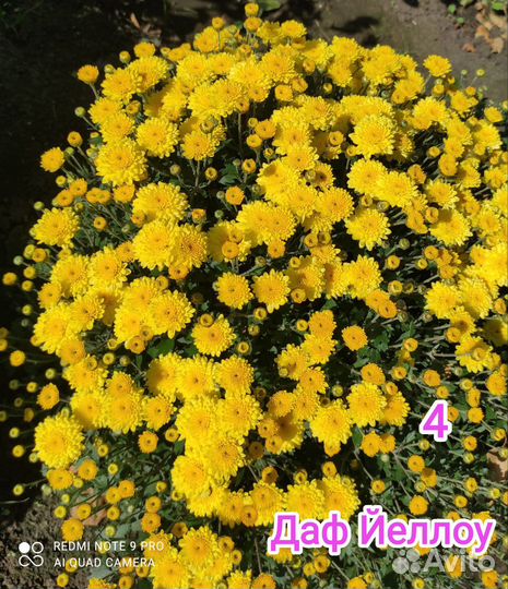 Хризантемы мультифлора