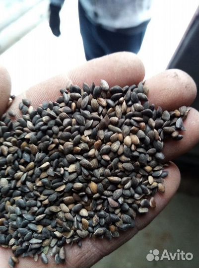 Семена / Ель обыкновенная