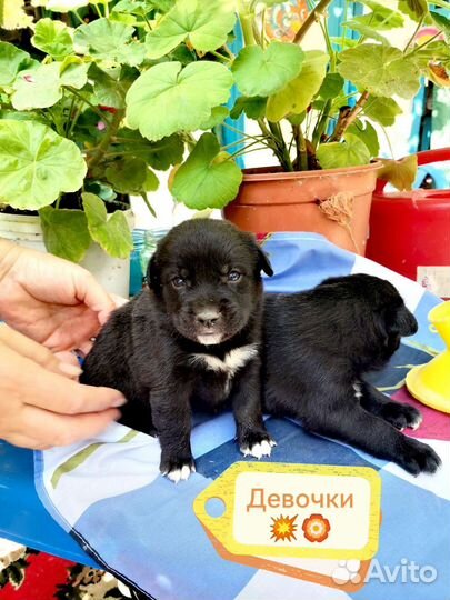 Щенки метисы в добрые руки