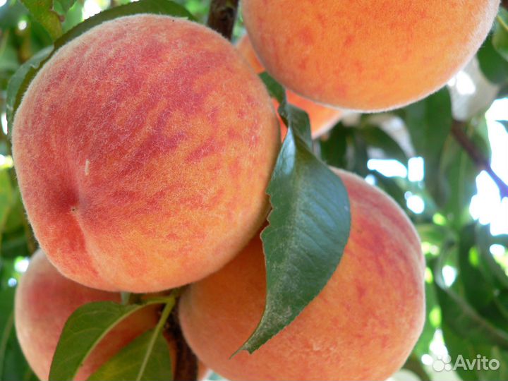 Саженцы Персика