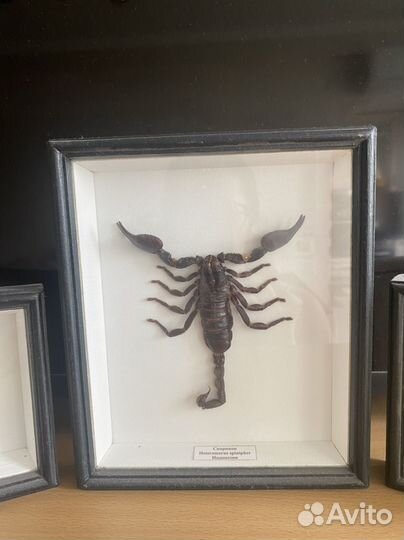 Бабочки в рамках