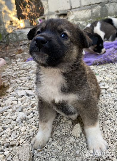 Щенок в добрые руки