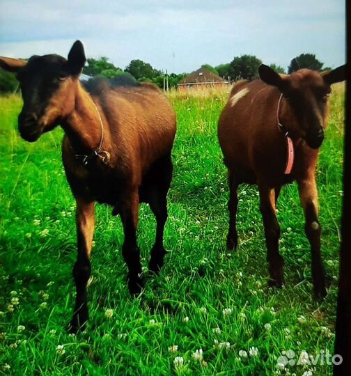 Молоко козье и коровье