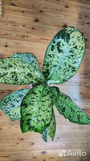 Диффенбахия Starbright