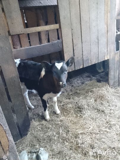 Продам бычка