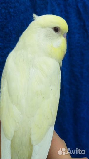 Волнистые попугаи