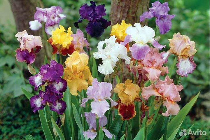 Ирис бородатый