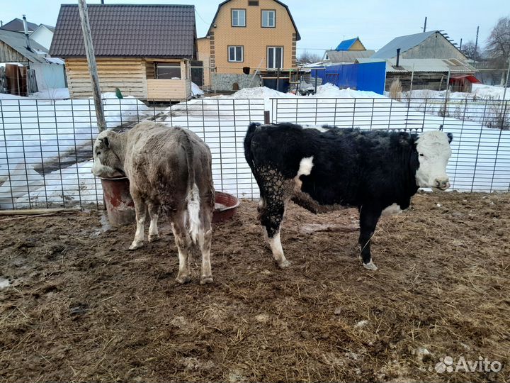 Быки и телки