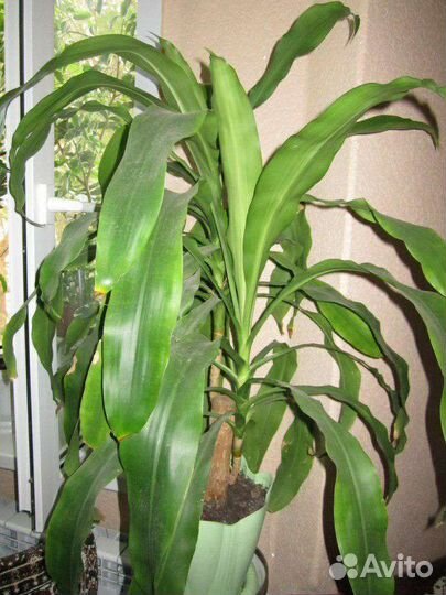 Драцена, денежное дерево, гастерия и другие цветы