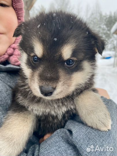 Смесь хаски