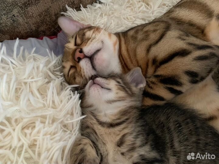 Котята от бенгальской кошки