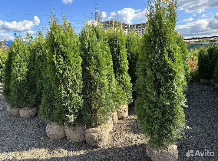 Туя западная Смарагд с доставкой