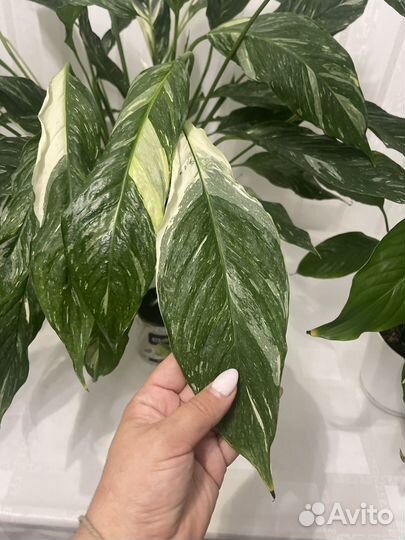 Мирт, Спатифилум домино