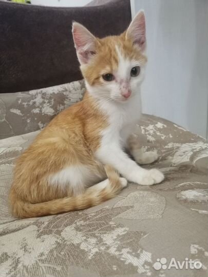 Котик в самые добрые руки