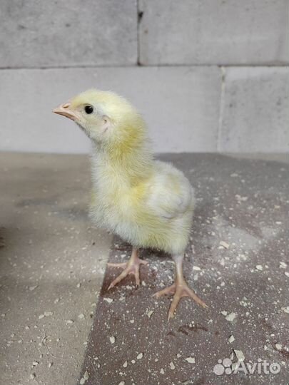 Цыплята Кобб 500