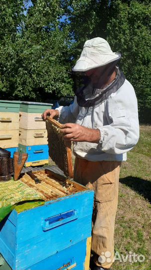 Мед- пыльца