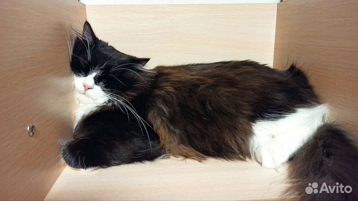 Отдам бесплатно кота