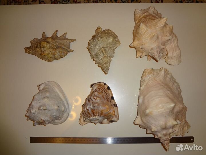 Коллекция морских раковин