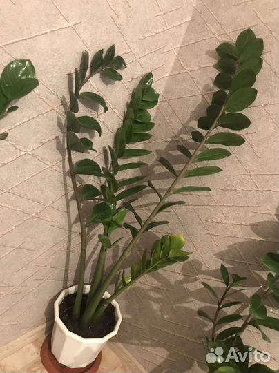 Замиокулькас