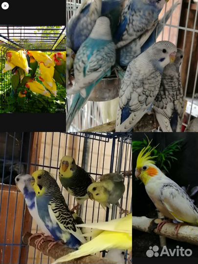 Попугай корелла, неразлучники, ожереловые, монахи