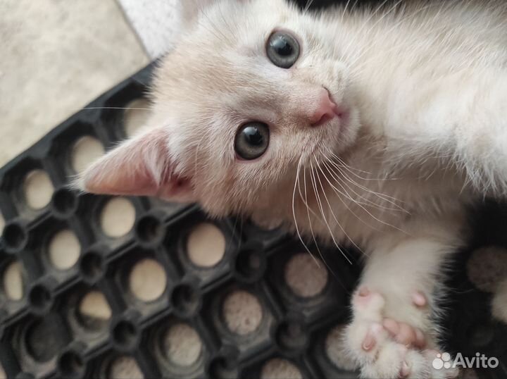 Котик мышелов 2 мес