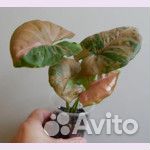 Сингониумы, эпипремнумы, филодендроны