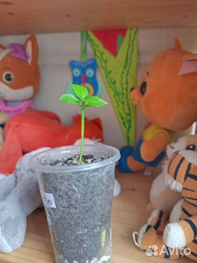 Продам саженец мандарина, лимона