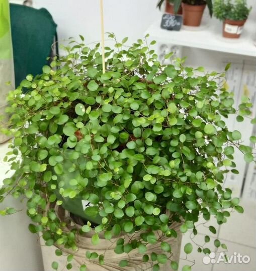 Мюлетбекия