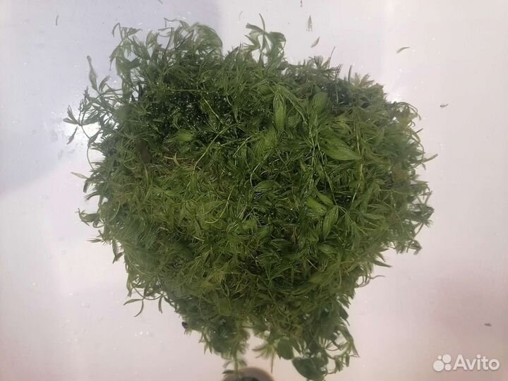 Аквариумные растения прополка срчно