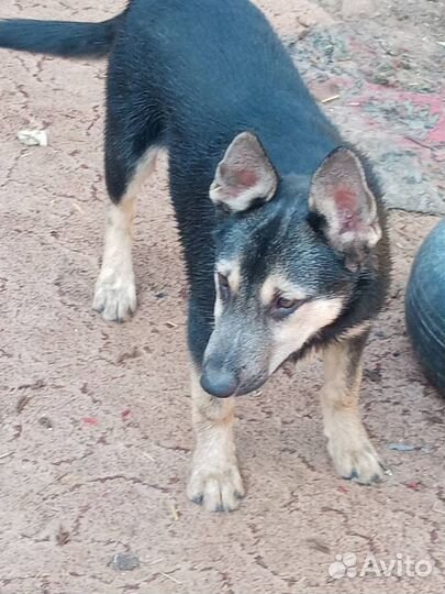 Щенок мальчик