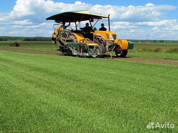 Рулонный газон премиум