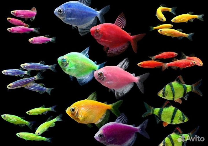 Рыбки в розницу,без посредников